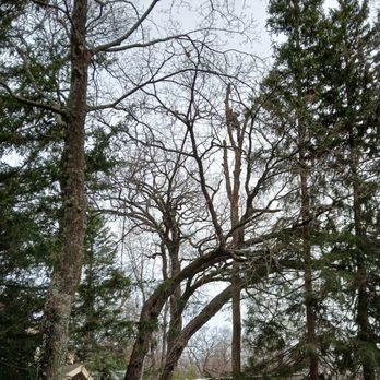 Man vs Tree - See him up in the tree! - Tree Services Near Me Man vs Tree - See him up in the tree! - Tree Services Near Me