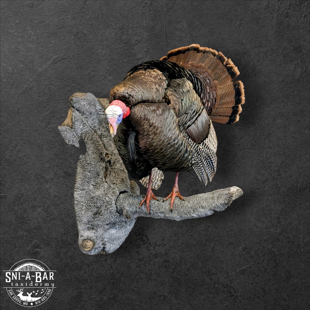 Sni-A-Bar Taxidermy - taxidermy in Oak Grove, MO