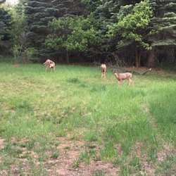 King Soopers - Deer visiting on property late evening yesterday.