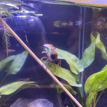 Tokyo Aquarium - This crab really likes to try and escape; the stick and mason jar make it so it can crawl up and bask under the lights. - Aquarium Services Near Me - Los Angeles, California