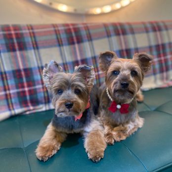 Wink Dog Salon - Madison and Bailey had the best time with Emily! - Pet Groomers Near Me - Walnut Creek, California Wink Dog Salon - Madison and Bailey had the best time with Emily! - Pet Groomers Near Me - Walnut Creek, California
