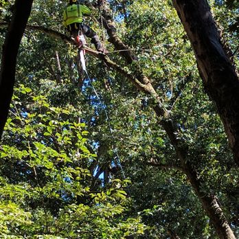 CS Tree Services - tying off a big limb - Tree Services Near Me - Apex, North Carolina