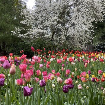 Crystal Hermitage Gardens - Tulips and trees - Community Gardens Near Me - Nevada City, California