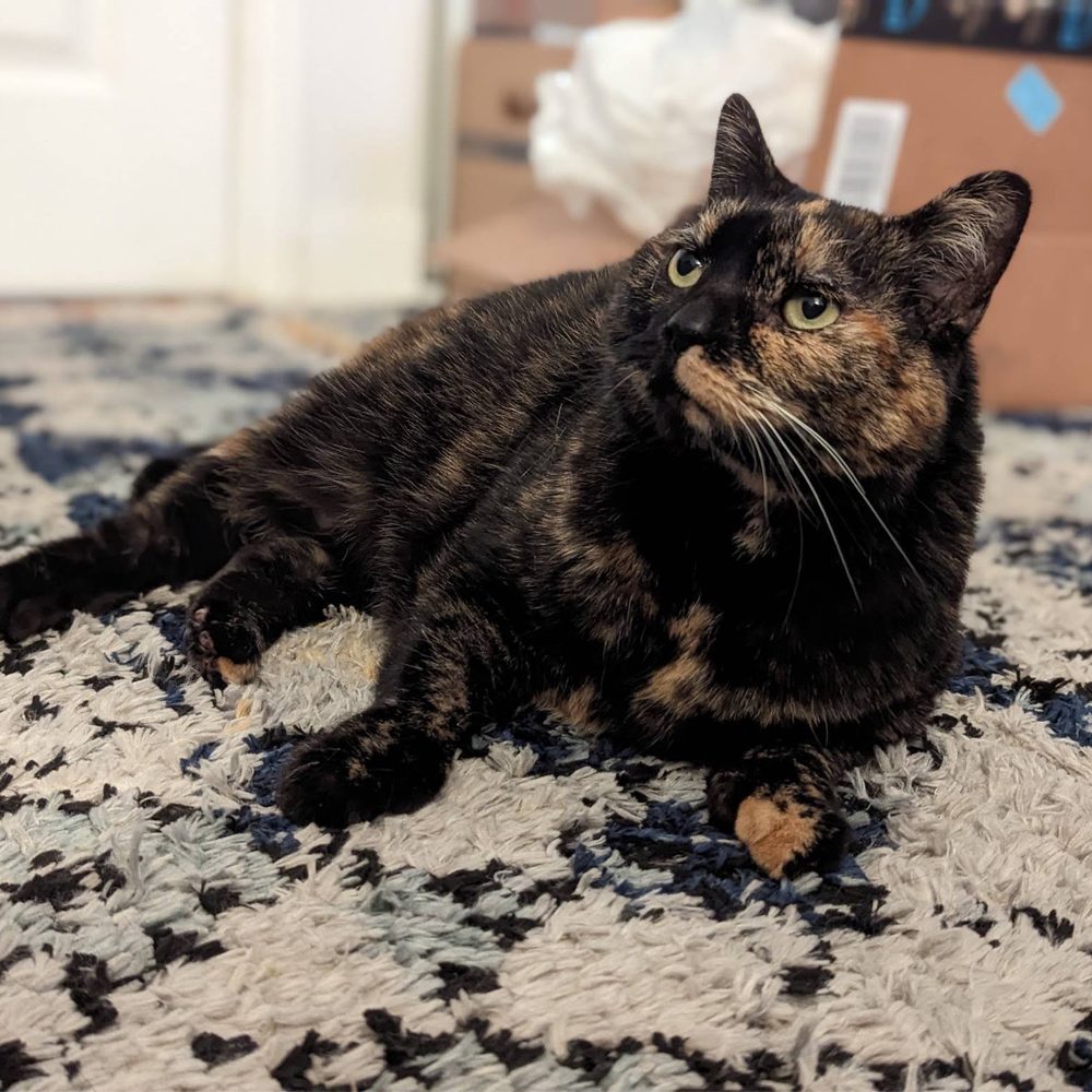 THE BEST 10 Cat Boarding in San Diego, CA - Quality & Affordability -  Updated 2026 - Yelp