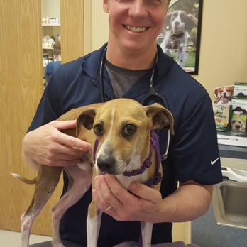 O'Fallon Veterinary Medical Center - Dr. Lindsay caring for my latest foster, Graham. - Veterinarians Near Me - O Fallon, Missouri
