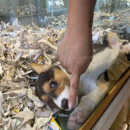 puppy