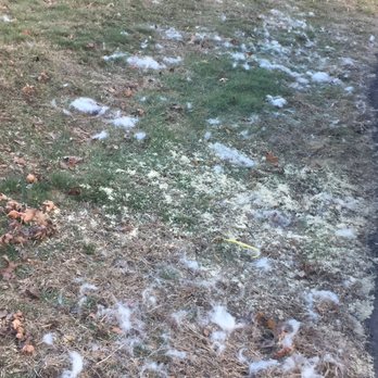 Wagging Tails - My yard is covered in pet hair! - Pet Groomers Near Me - West Hartford, Connecticut Wagging Tails - My yard is covered in pet hair! - Pet Groomers Near Me - West Hartford, Connecticut