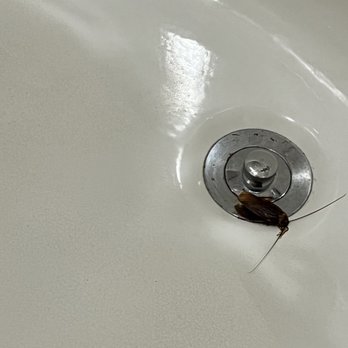 Hilton DFW Lakes Executive Conference Center - Bath tub with dead roach - Hotels Near Me - Grapevine, Texas Hilton DFW Lakes Executive Conference Center - Bath tub with dead roach - Hotels Near Me - Grapevine, Texas