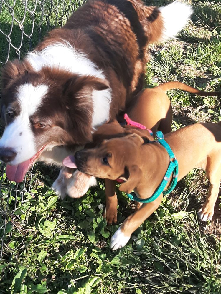 Whiskers & Woof - pet boarding facility in Raleigh, NC