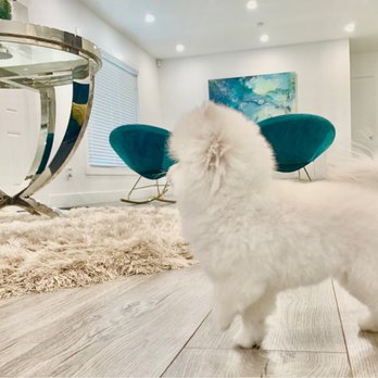 Orange Grooming - Pet Groomers Near Me - Miami, Florida Orange Grooming - Pet Groomers Near Me - Miami, Florida