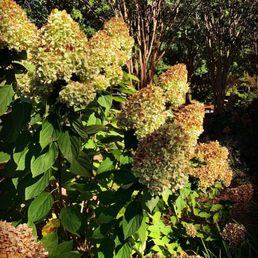 Hydrangeas