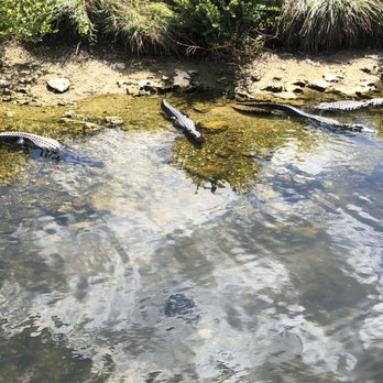 Big Cypress Oasis Visitor Center - & more alligators - Visitor Centers Near Me - Ochopee, Florida Big Cypress Oasis Visitor Center - & more alligators - Visitor Centers Near Me - Ochopee, Florida