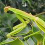 Photo of Delco Pest & Termite Service