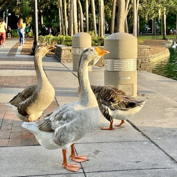 Lake Eola Park - Great company - Parks Near Me - Orlando, Florida