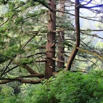 Glen Camp - Amazing old growth Douglas fir near Site 005. - Hiking Near Me - Point Reyes Station, California