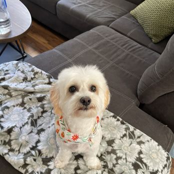 Bark Beauties - Pet Groomers Near Me Bark Beauties - Pet Groomers Near Me