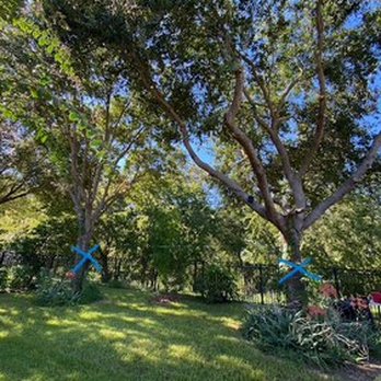 Tree Care Professional - Before - Tree Services Near Me - Houston, Texas Tree Care Professional - Before - Tree Services Near Me - Houston, Texas