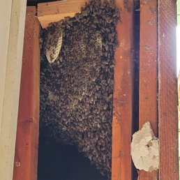 Bee hive in garage wall.