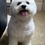 Stephannie's Doggie Doos & Shampoos