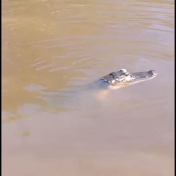 Cajun Critters Swamp Tour - Tours Near Me - Westwego, Louisiana