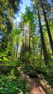 Sahalie Falls by null