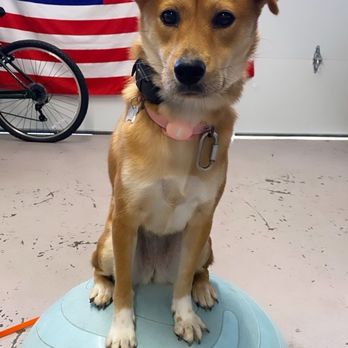 Disciplined K9 - Pet Training Near Me Disciplined K9 - Pet Training Near Me