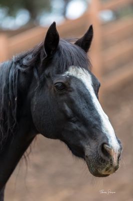 Calamigos Ranch Resort & Spa by null