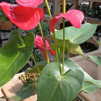 The Home Depot - Red anthurium - Nurseries & Gardening Near Me - Chicago, Illinois The Home Depot - Red anthurium - Nurseries & Gardening Near Me - Chicago, Illinois