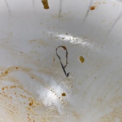 Hyderabad House - Metal found in Chicken Manchurian