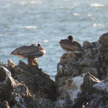 Bird Rock - Beaches Near Me - Laguna Beach, California