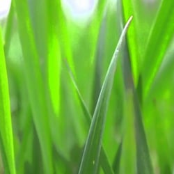 Thirsty's Lawn Care