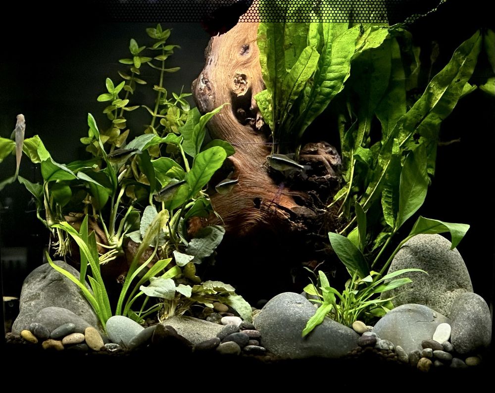 Aqua Life Aquarium - koi in Rocklin, CA