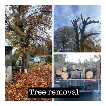 I.P Landscaping & Tree Services - Tree Services Near Me I.P Landscaping & Tree Services - Tree Services Near Me