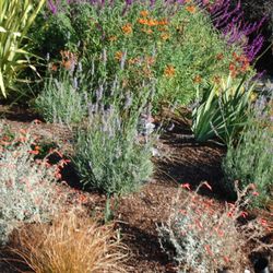 Let It Grow Landscaping