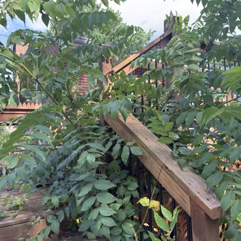 Mill Mountain Pest Control - My deck with some bushes covered in lantern flies. - Pest Control Near Me - Roanoke, Virginia Mill Mountain Pest Control - My deck with some bushes covered in lantern flies. - Pest Control Near Me - Roanoke, Virginia