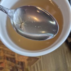 Grace Buffet & Grill - Spider in the soup