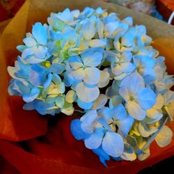 Hydrangeas