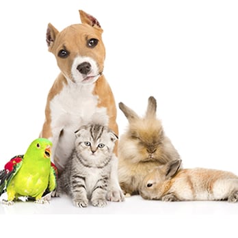 Personal Touch Pet Care - *ALL TYPES OF ANIMALS* - Pet Sitting Near Me Personal Touch Pet Care - *ALL TYPES OF ANIMALS* - Pet Sitting Near Me
