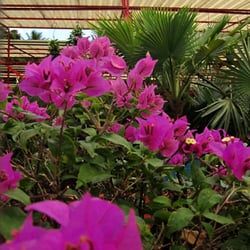 Beija Flor Floricultura