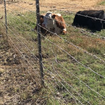 Joan's Farm & Pumpkin Patch - Cows - Pumpkin Patches Near Me - Livermore, California