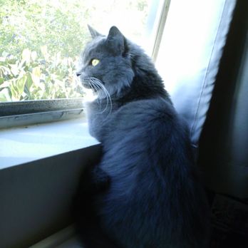 MexiVet Express - Sammie watching the birds! - Veterinarians Near Me