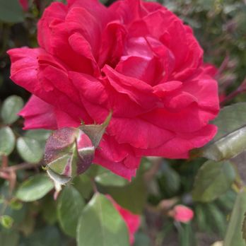 UT Gardens - Rose - Public Services & Government Near Me - Knoxville, Tennessee UT Gardens - Rose - Public Services & Government Near Me - Knoxville, Tennessee