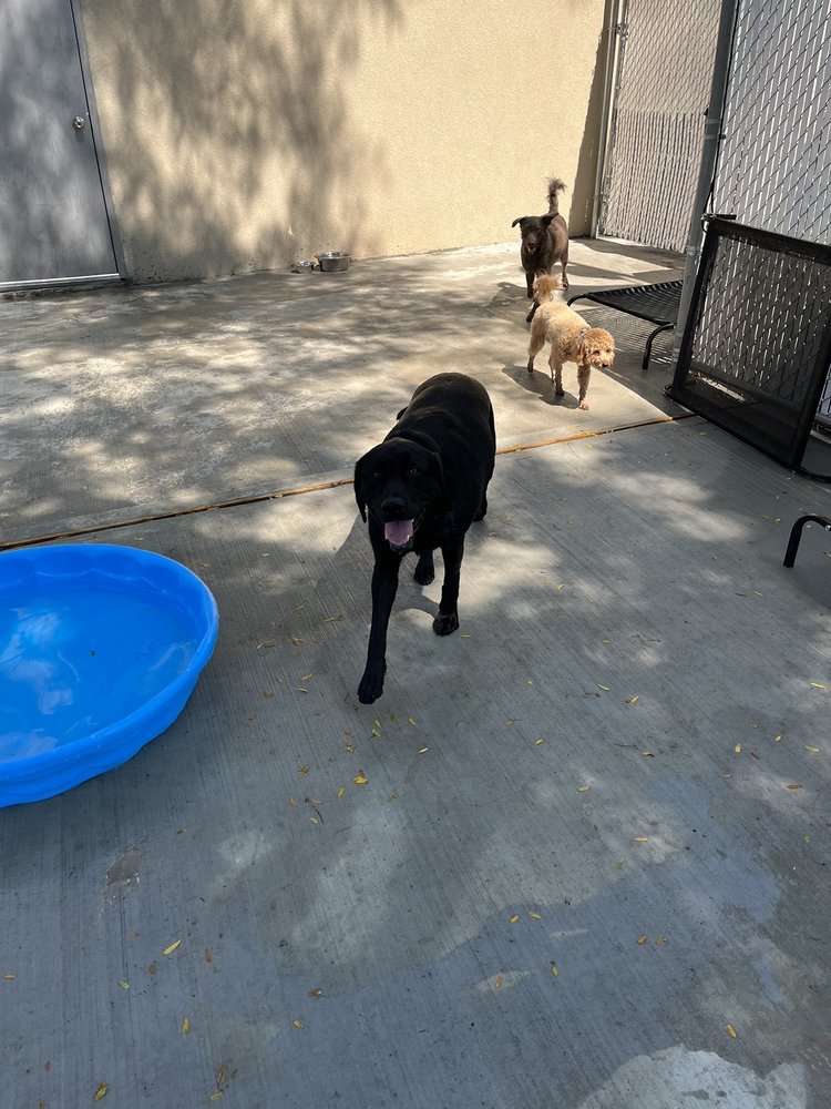 4 PAWS ONLY 246 Main St, Staten Island, New York Pet Groomers