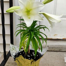 New Bridge Farmers Market - Easter Lillies $7.45 Special