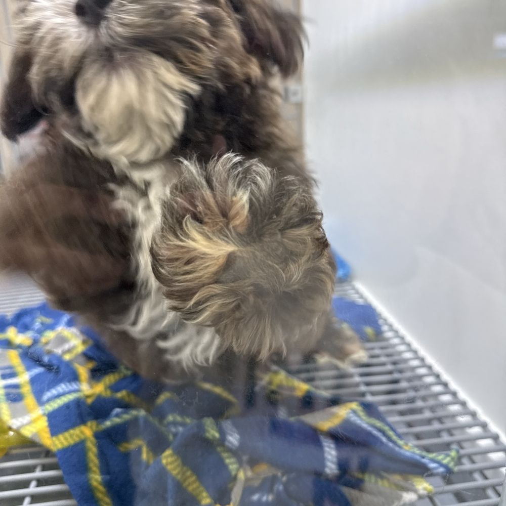XO PUPS Purebred & Designer - Pet Breeders Near Me - Chantilly, Virginia XO PUPS Purebred & Designer - Pet Breeders Near Me - Chantilly, Virginia