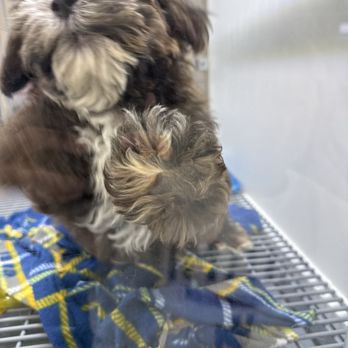 XO PUPS Purebred & Designer - Pet Breeders Near Me - Chantilly, Virginia XO PUPS Purebred & Designer - Pet Breeders Near Me - Chantilly, Virginia