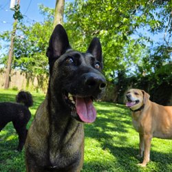 Citizen Canines