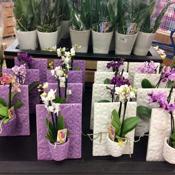 Meijer - Pretty orchids - Grocery Near Me - Indianapolis, Indiana Meijer - Pretty orchids - Grocery Near Me - Indianapolis, Indiana