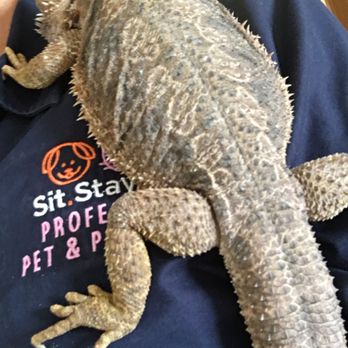 Sit Stay Grow - Bearded Dragon client - Dog Walkers Near Me Sit Stay Grow - Bearded Dragon client - Dog Walkers Near Me