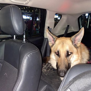 McIntyre's Heights - Mason my ESA HES a well behaved 3 yr old GSD - Bars Near Me - Houston, Texas McIntyre's Heights - Mason my ESA HES a well behaved 3 yr old GSD - Bars Near Me - Houston, Texas